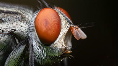 Controlling Flies in Your Home