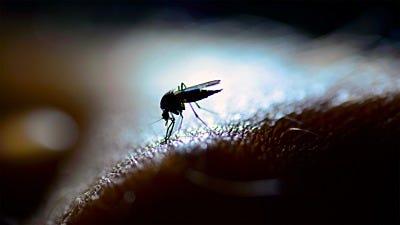 Female vs. Male Mosquitoes: What's the Difference?