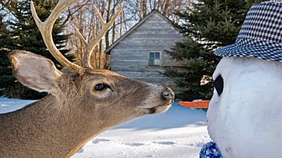 16 Solutions to Keep Deer Off Your Property