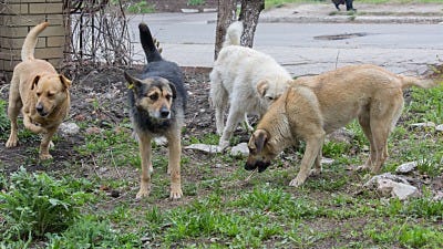 How to Keep Stray Dogs Off Your Lawn