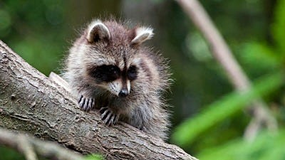 What is the Best Method for Raccoon Control?