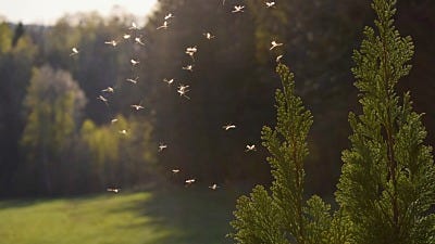 prepare for mosquito season