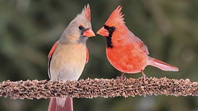 cardinal facts and tips 