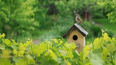 Best Bird Houses for Different Types of Birds