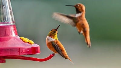 how to attract hummingbirds