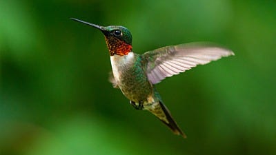 Ruby-Throated Hummingbird Facts