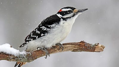 winter birds traveling 