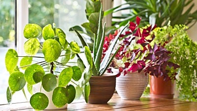 26 Best Indoor Plants for Your Home
