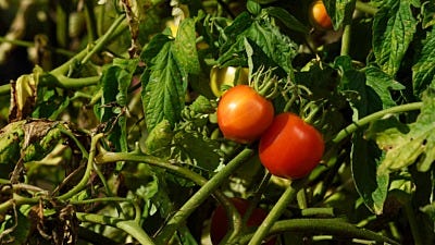 how to plant tomatoes