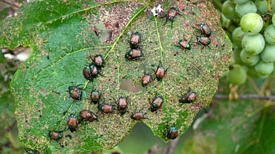 what insects will eat plants 