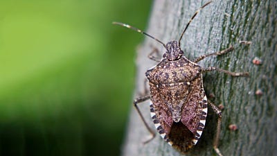 how to get rid of stink bugs