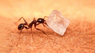 Get Rid of Sugar Ants in 3 Steps