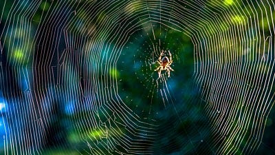 spider web facts