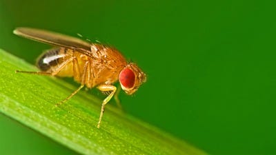 how to get rid of fruit flies