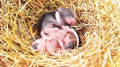 Mouse Facts: How Many Baby Mice are in a Litter?