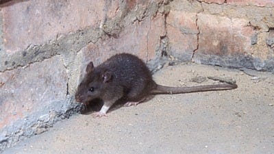 repelling roof rats 