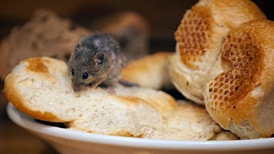 how to attract rodents with food 