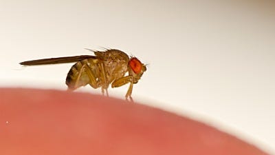 how to kill fruit flies