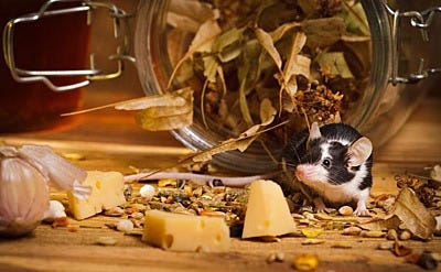 Are You Attracting Mice Into Your Home?