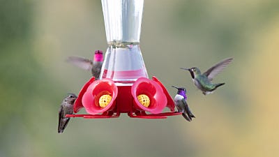 hummingbird feeder cleaning tips 