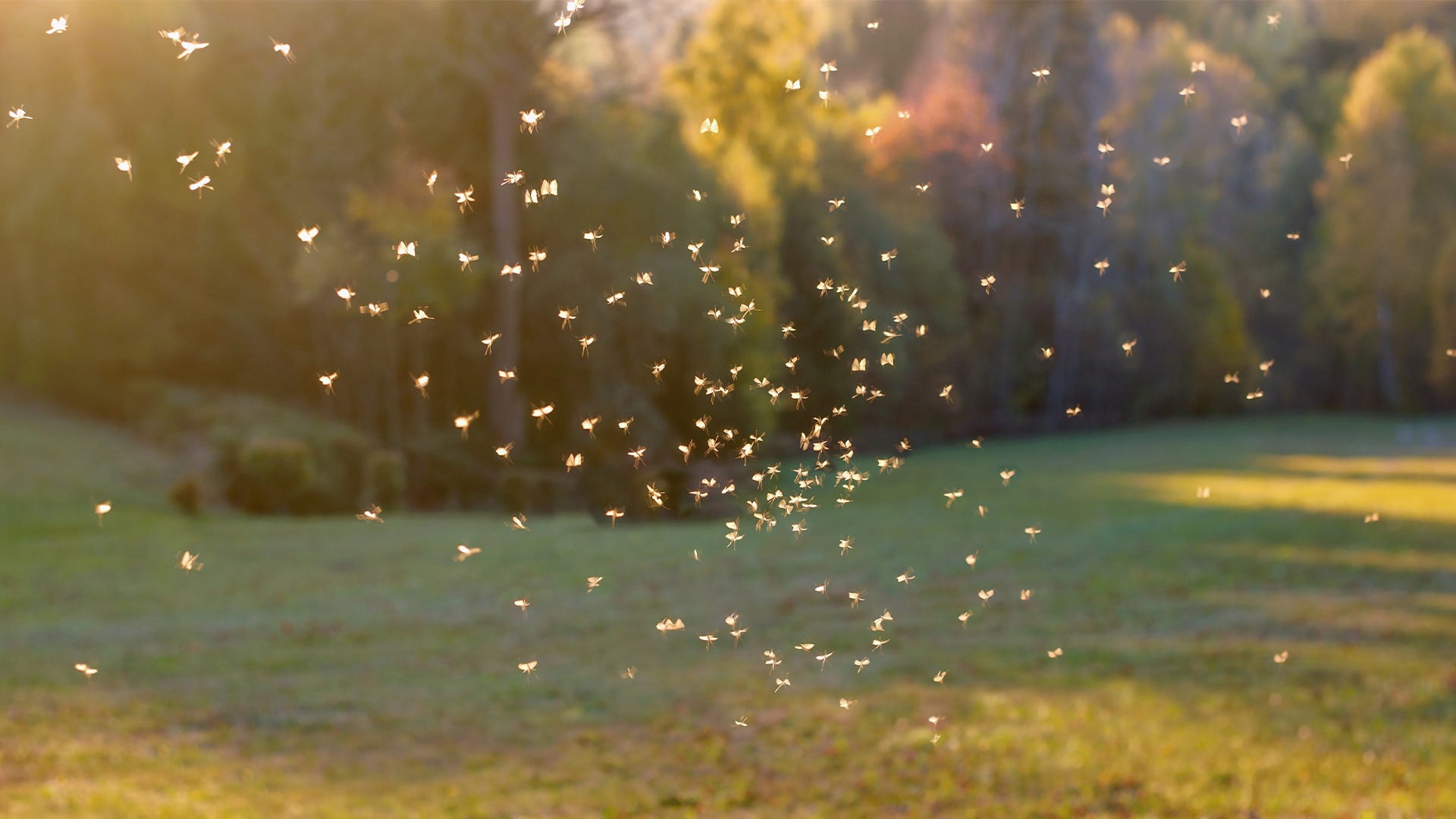 Can Mosquitos Carry COVID-19? Can Mosquitos Carry COVID-19?