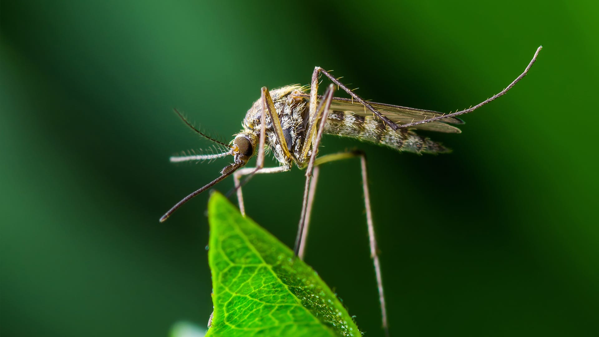 What is Mosquito Season and When Does It Occur?