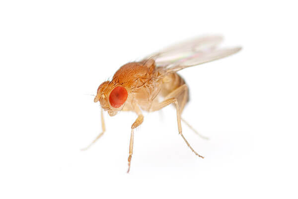 fruit Fly