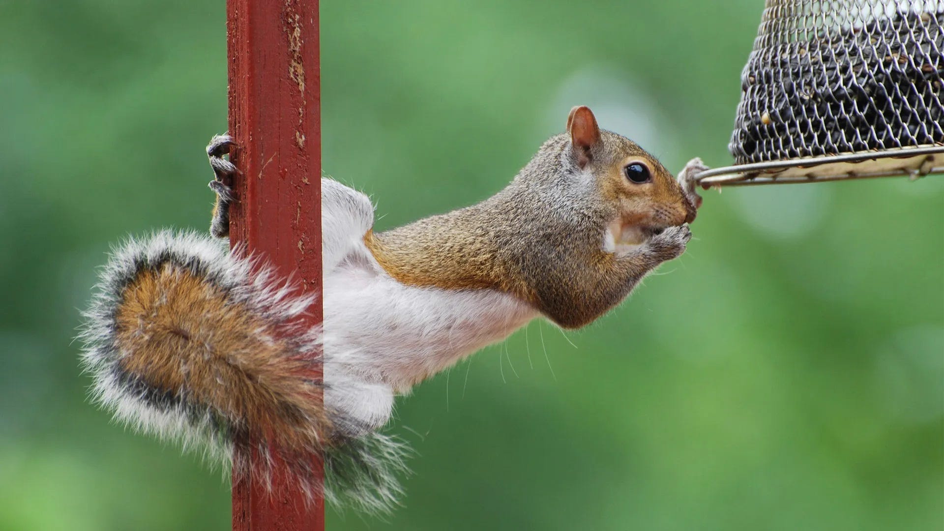 How to Keep Squirrels Out of Bird Feeders