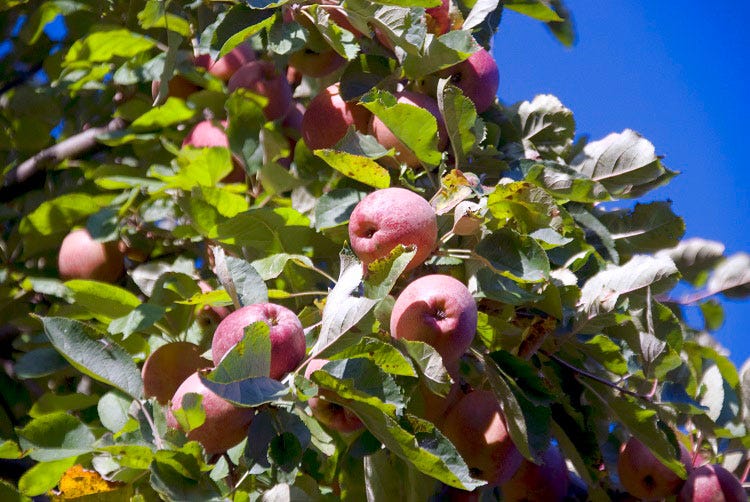 how to keep deer from eating apple trees