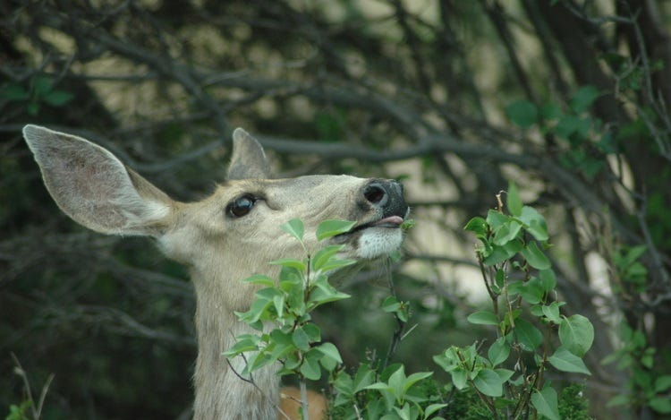 how to keep deer away from trees