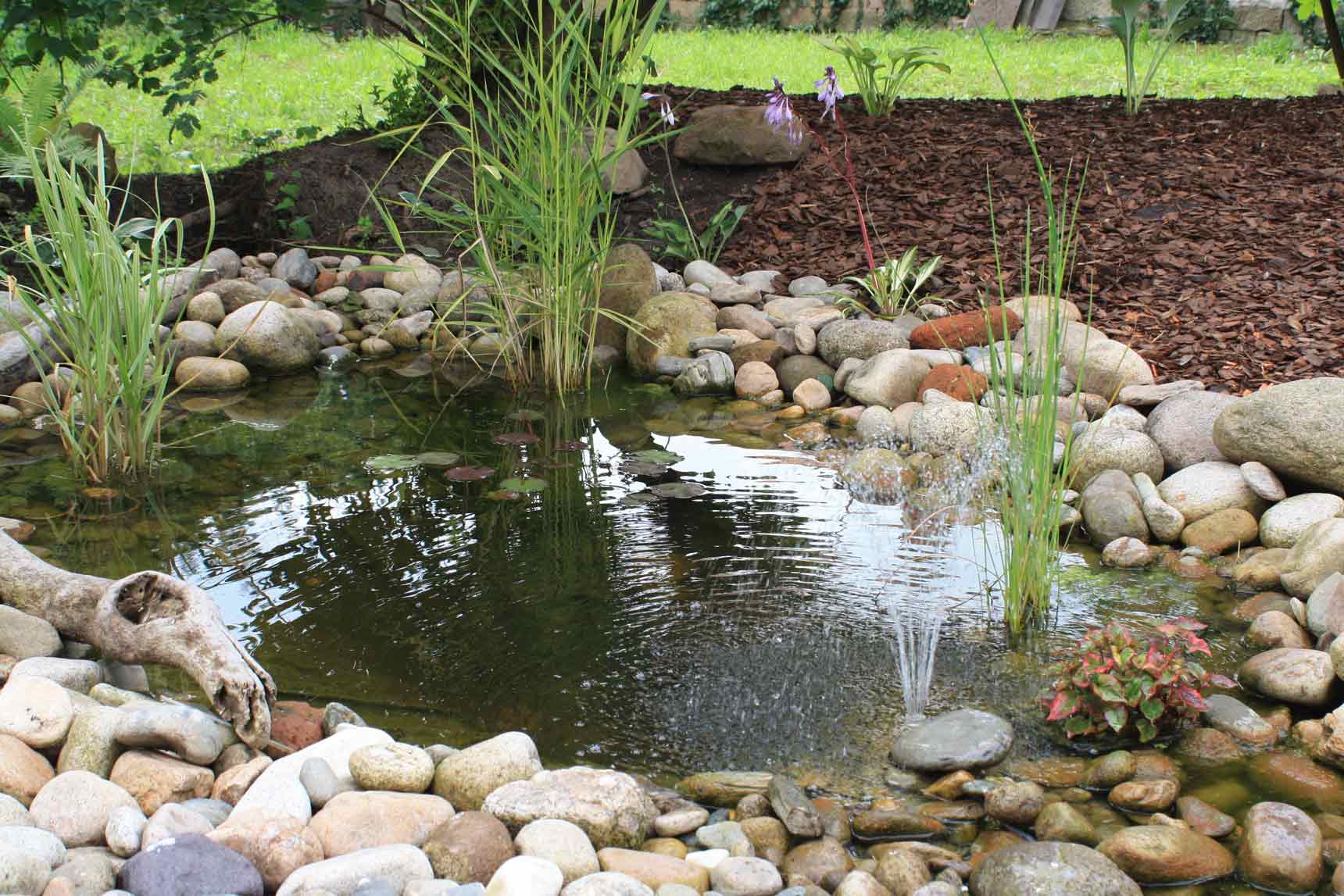 koi pond