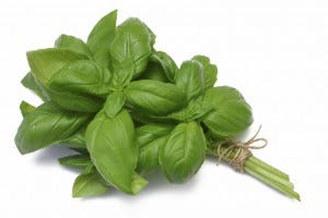 scents that repel mosquitoes basil