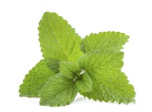 scents that repel mosquitoes lemon balm