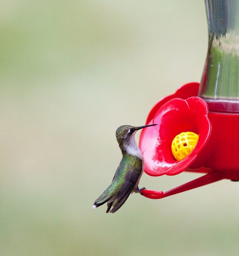 ruby-throated hummingbird at feeder