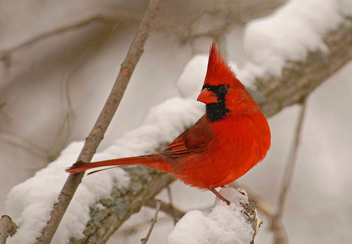 Many birds, including the Northern Cardinal take shelter in evergreen trees during cold winter nights.