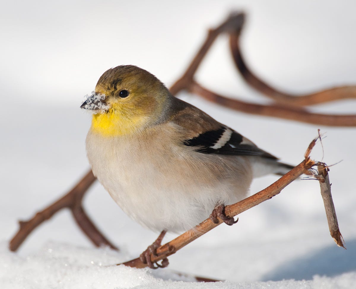 The American Goldfinch takes on a dusky plumage through the winter months while remaining a regular bird feeder visitor.