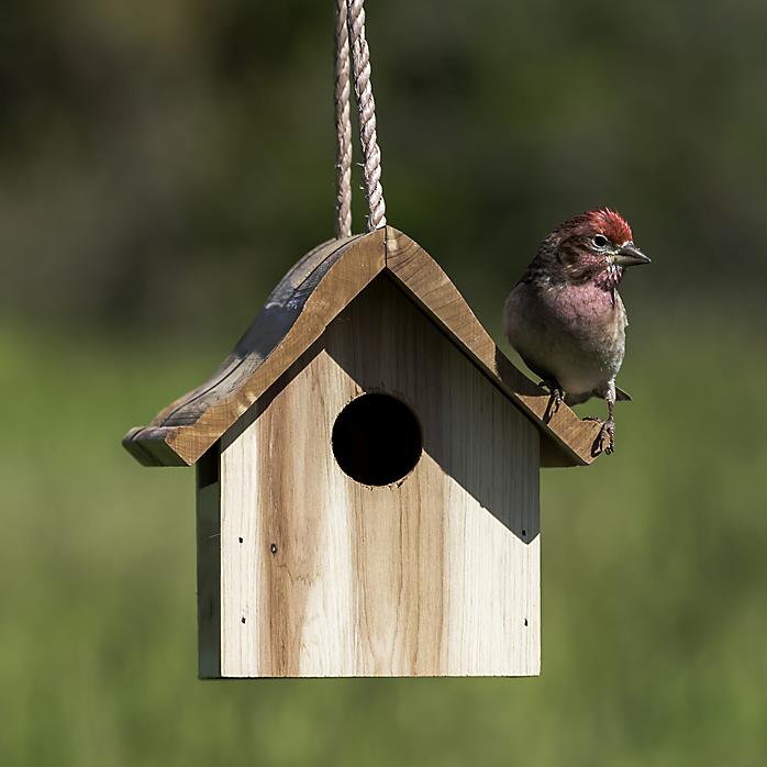 bird feeder