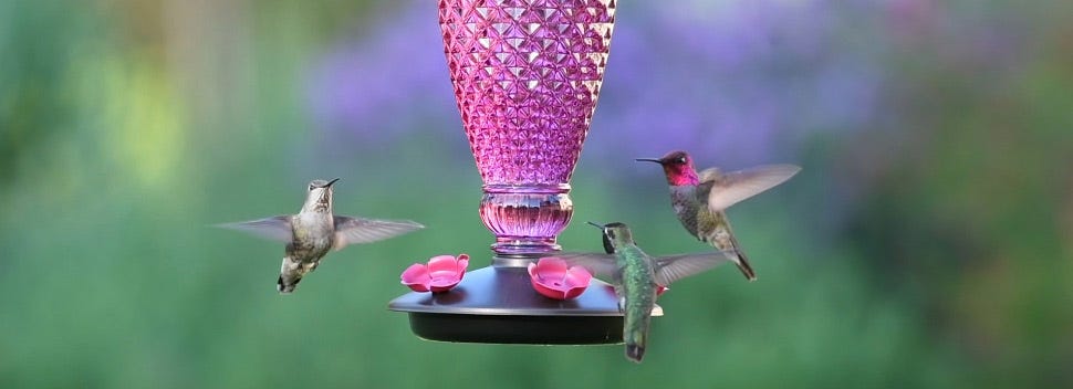 Hummingbird Feeding Hummingbird Feeding