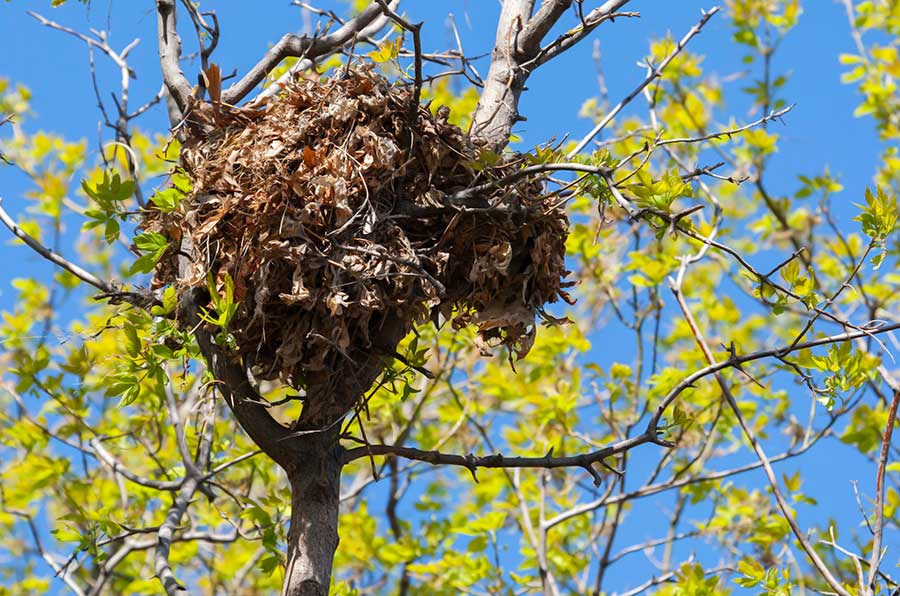 Squirrel leaf nests are created with sticks, leaves and moss. They are set at least 20 feet from the ground.