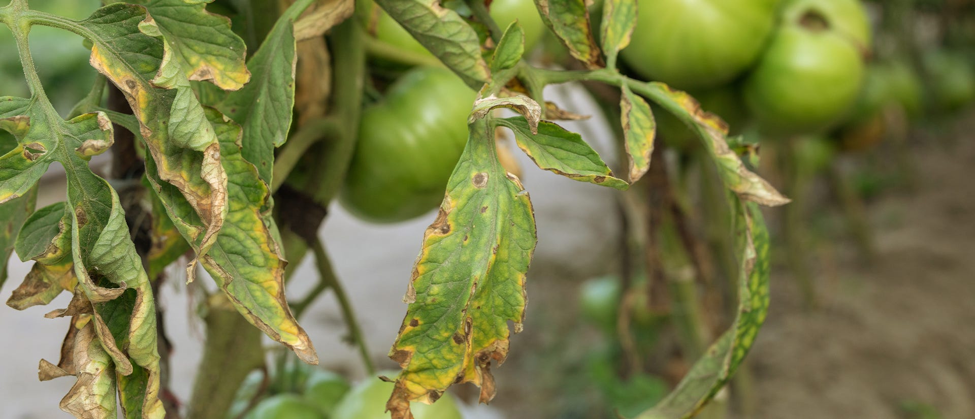 wilted tomato plant fungus