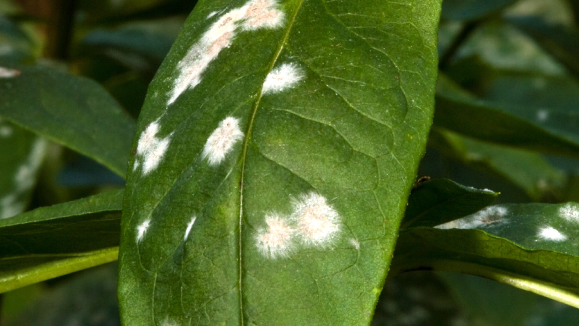 what is plant mildew