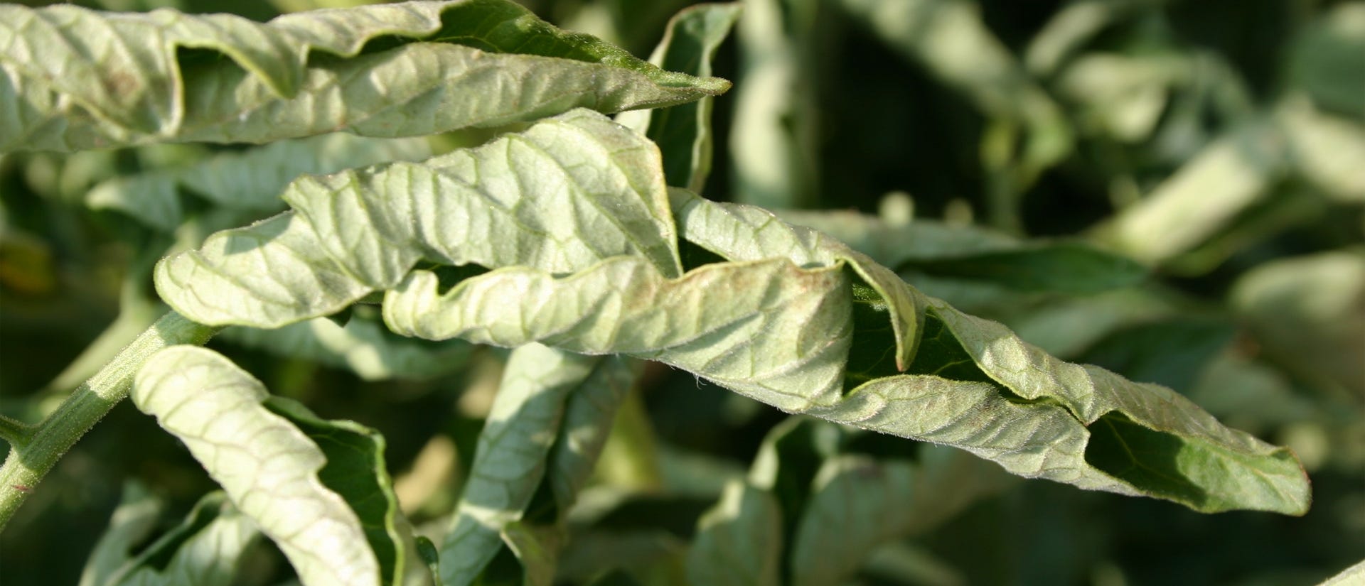 Why are my tomato plant leaves rolling and shriveling up - Image Source Walterreeves.com