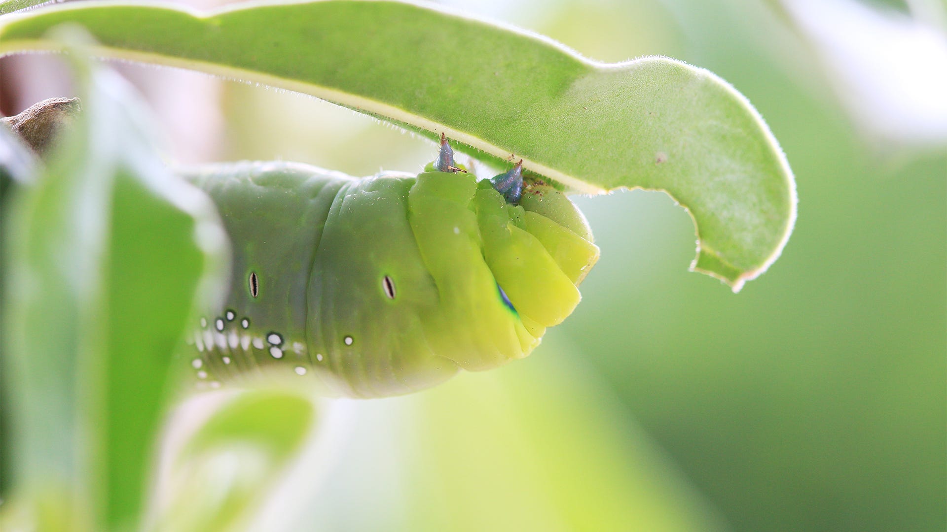 protect plants from caterpillars 