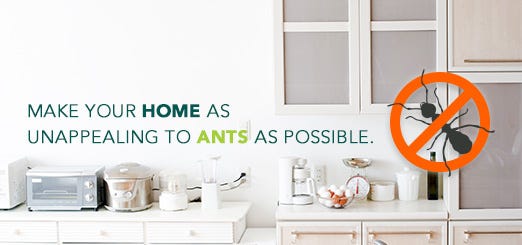 How to naturally get rid of ants in kitchen