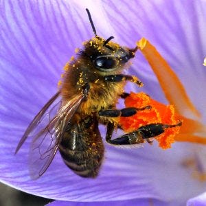 Getting rid of Africanized Bees