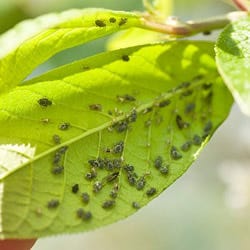 Aphids