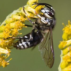 Getting rid of Bald-faced Hornets