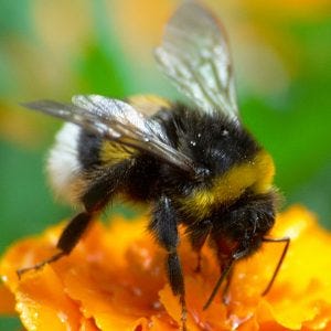 Getting rid of Bumble Bees