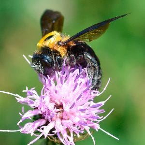 Getting rid of Carpenter Bees