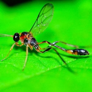 Getting rid of Mud Daubers